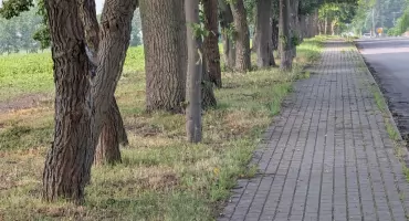 Czytelniczka: - Znów szykuje się rzeźnia drzew? Właściciel parku: - Nie chcemy wycinać nic ponad to, co konieczne