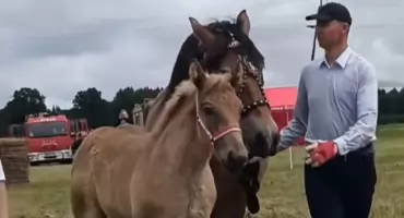 Gitara z Borowskiego Lasu skradła serca publiczności. Młoda klaczka wyróżniona podczas czempionatu