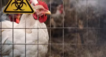 Wysoce zjadliwa grypa ptaków w gminie Reszel. Wprowadzono strefy zagrożenia