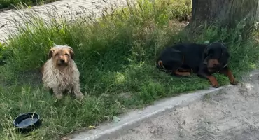 Czyja zguba? Błąkają sie w Iganiach przy szkole!