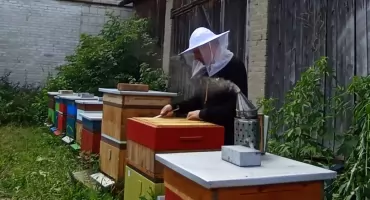 O najbardziej miododajnych roślinach, tegorocznym miodobraniu, śpiewie królowej i prawdziwym miodzie