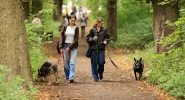 Akcja Wyprowadź Psa w Toruniu [FOTORELACJA]